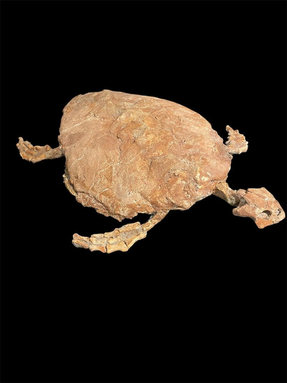 Image 1 of Scultura fossile di tartaruga