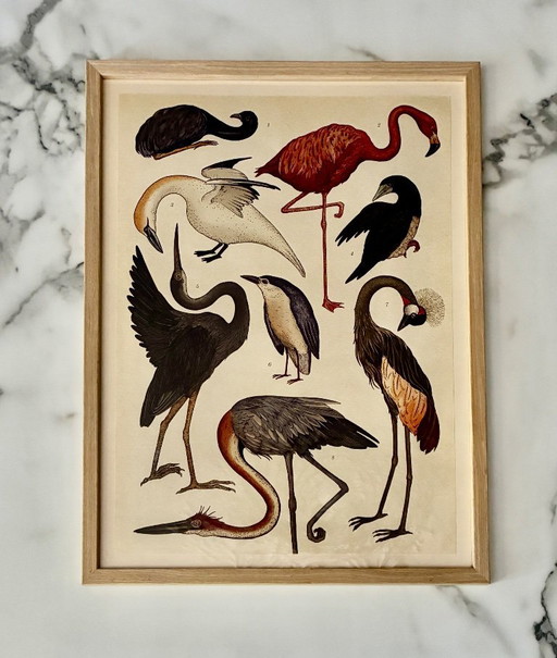 Framed illustration of birds
