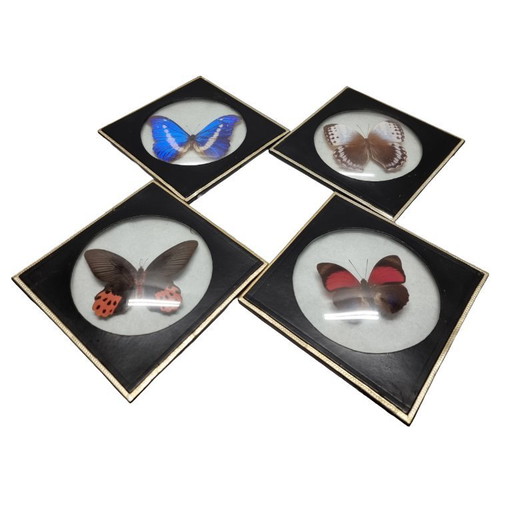 4 old mounted butterflies in frame