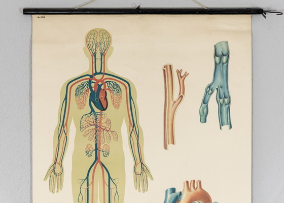 Image 1 of Original Vintage Schulwandkarte Mensch Blutkreislauf Anatomie Plakat Lehrtafel Rollkarte Biologie DHM Dresden DDR