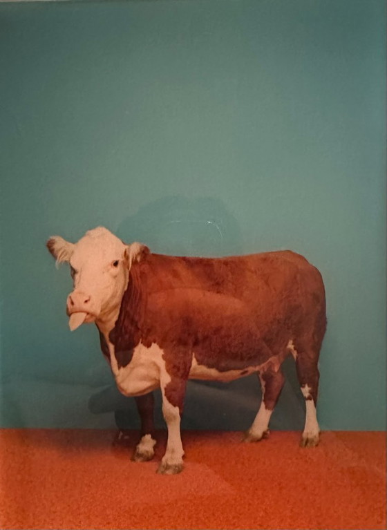 Image 1 of Lumas - Catherine Ledner 2004