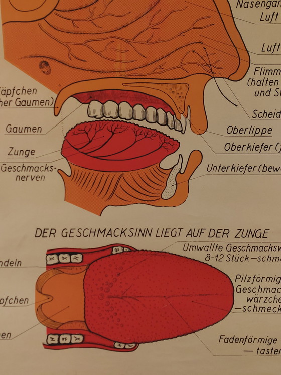 Image 1 of Vintage teaching aid roll-up chart oral cavity medicine wall chart