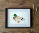Watercolor painting duck drake | Including frame