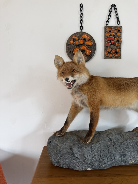 Taxidermie d'un renard empaillé '00 – Objets déco, Plastic (photo 3 of 8)