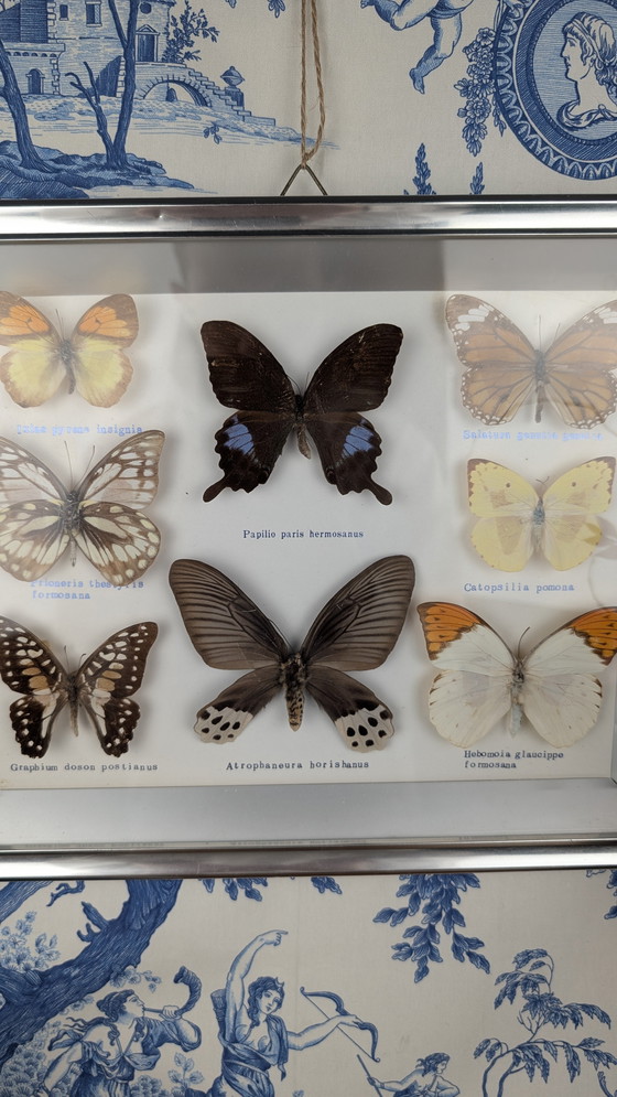 Image 1 of Butterfly Entomology Taxidermy Display Cabinet de Curiosité