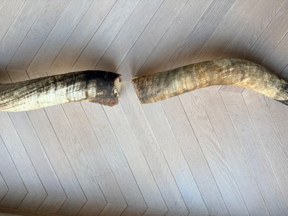 Image 1 of 2 große, authentische Büffelhörner, 90 und 100 cm lang