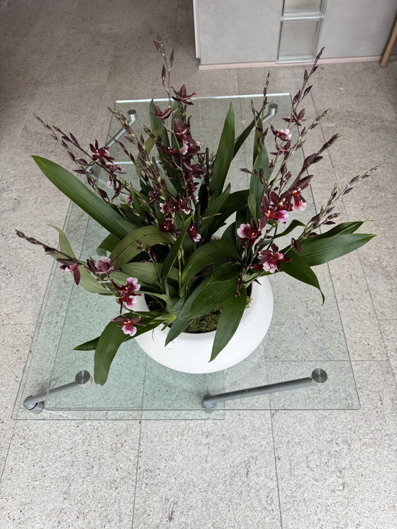 Image 1 of Bellato Planisfero zweiteilige Salontafel