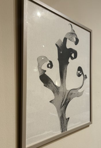 Image 1 of Boconcept - Delphinium Gallery