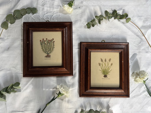 Vintage botanische lijsten