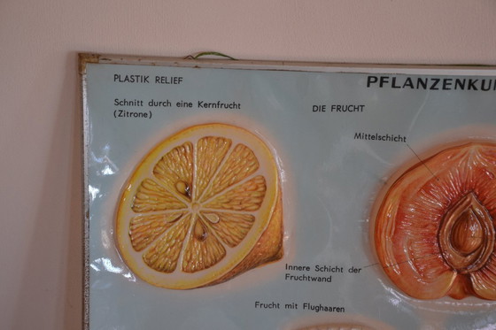 Image 1 of Unieke Vintage - Oude Schoolplaat Bloemen - Oude Duitse Schoolkaart - Schoolplaat Botanica - Planten - Biologie - Plasticplaat