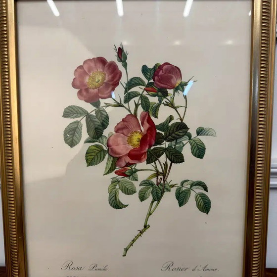 Impression anglaise classique Rose of love, Peintures et dessins, Bois (photo 2 sur 4)