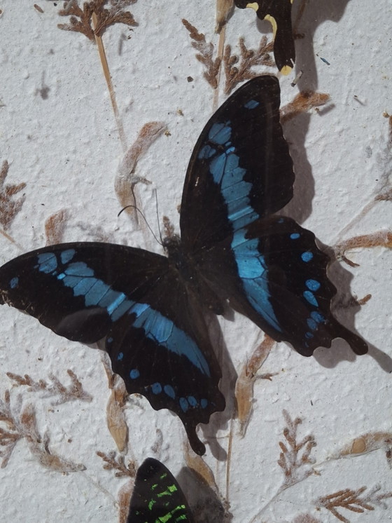 Image 1 of Butterfly collection set