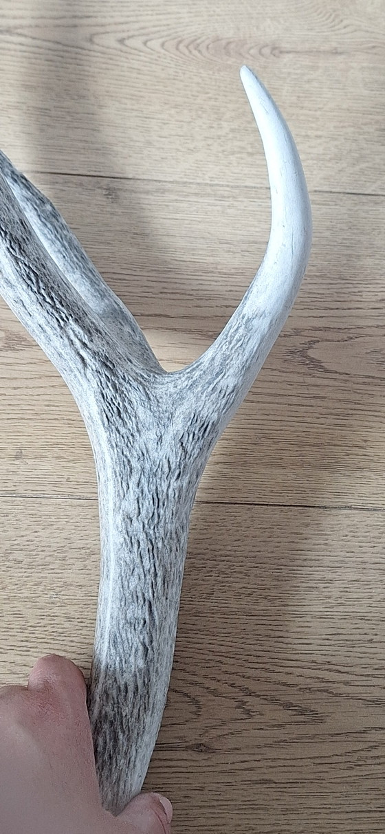 Corno di Cervo Rosso – Oggetti decorativi, Other (photo 14 of 15)