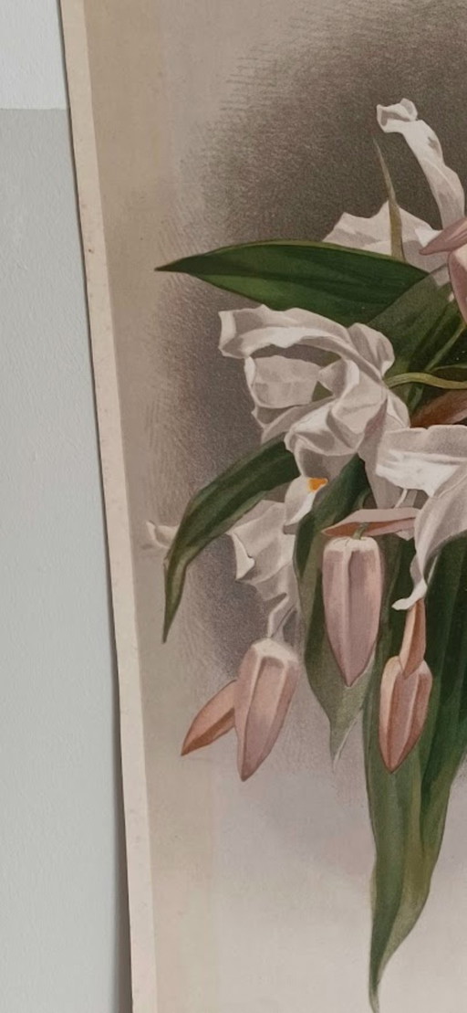 Cromolitografía original rara «Reichenbachia» (1888) – H.G. Moon