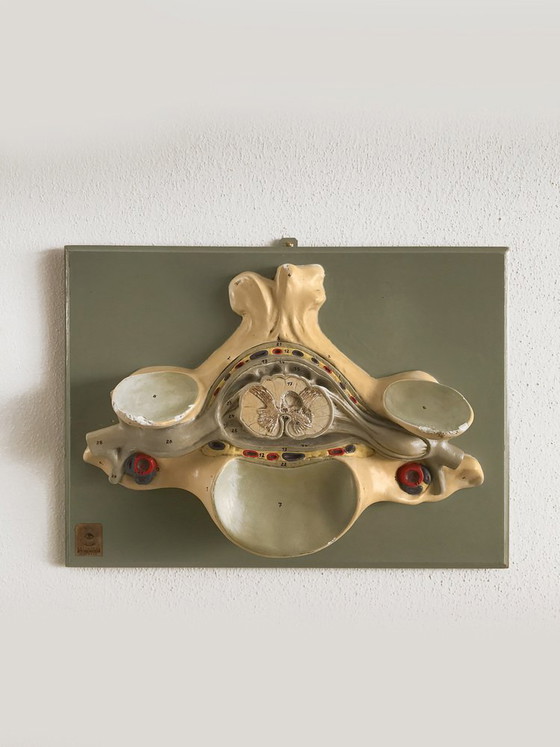 Driedimensionaal anatomisch model, Duitsland, jaren 50 – Beeldhouwkunst (photo 5 of 5)