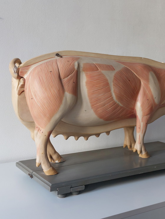 Image 1 of Modèle anatomique ancien de porc à visée pédagogique, Louis Meusel, Sonneberg