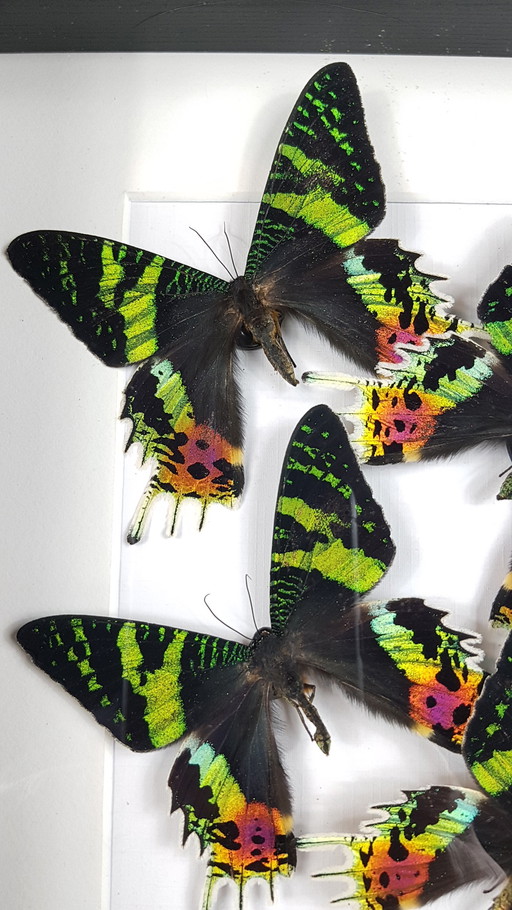 4 vrais papillons de nuit du crépuscule assemblés dans un cadre - édition limitée
