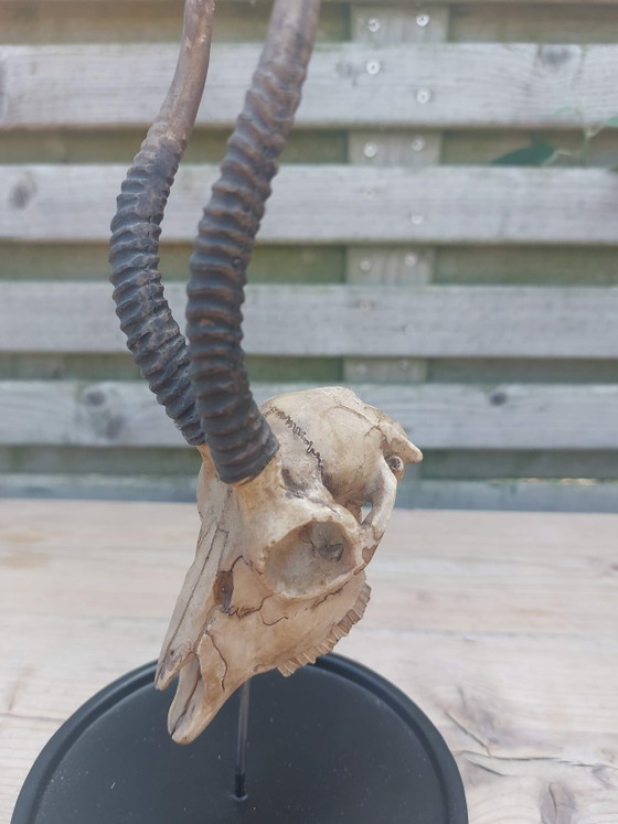 Image 1 of Springbock- und Impalaschädel