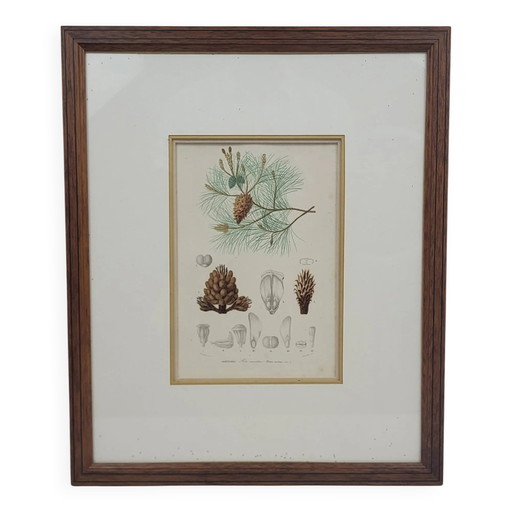 Botanical plate engraving Maritime pine Fournier