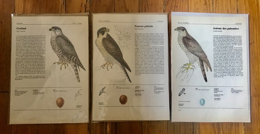 Illustrations rapaces