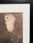 Jan Mankes 1889-1920 / Eliogravura originale Gufo su ramo d'albero 1923