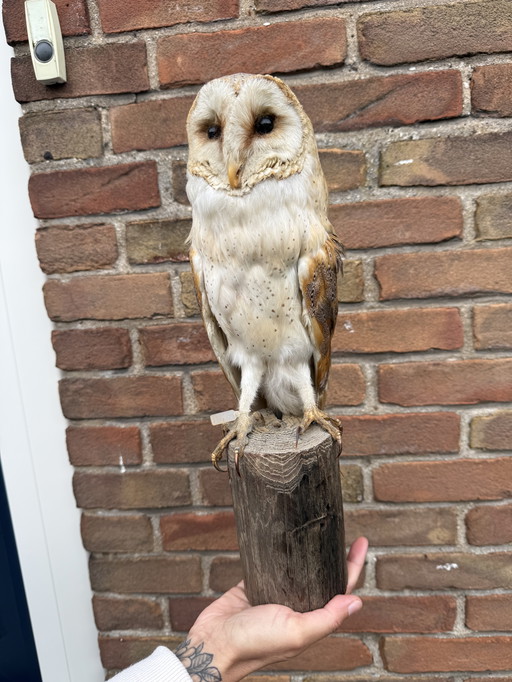 Schleiereule aufstellen