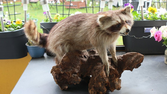 Image 1 of Raccoon taxidermy from an estate, mounted on a large, heavy root, open snout with real teeth