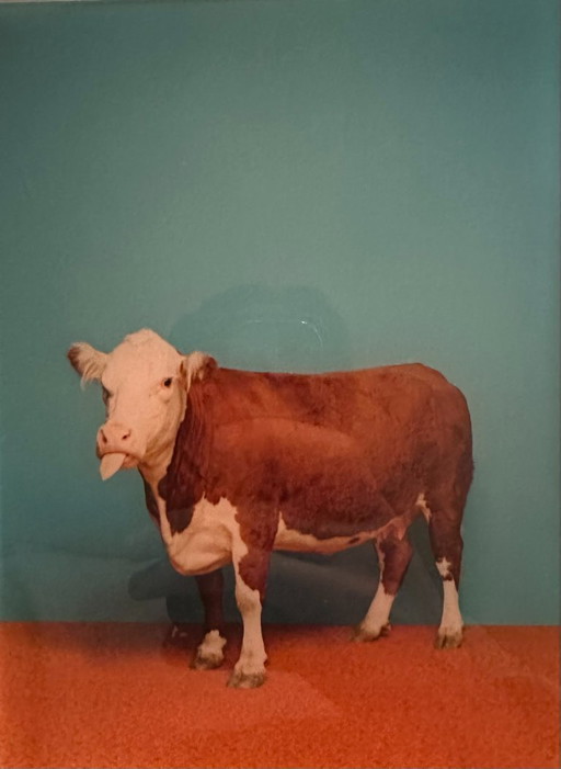 Lumas - Catherine Ledner 2004