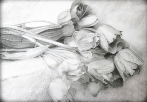 Charcoal drawing of tulips on paper. Tulip painting. Tulip drawing. Flower drawing. Flower painting. Signed.
