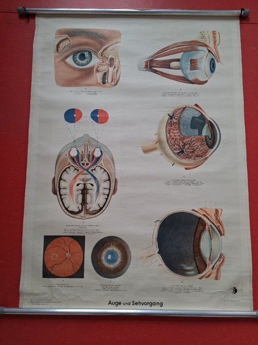 Eye and Sebum. Original school wall chart anatomy of the eye