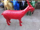 Capra rossa clonata, dolce amore William