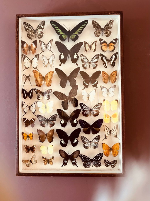 Unici! Vetrine esotiche vintage a forma di farfalla.