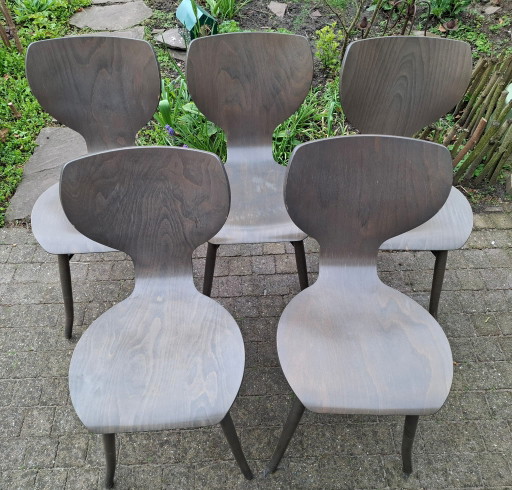 5 sedie Tulipani | Roderick Vos | Dutch Design