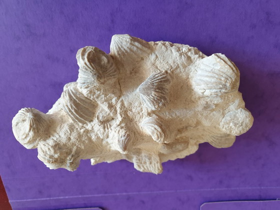 Image 1 of Bed of Upper Cretaceous bivalve fossils