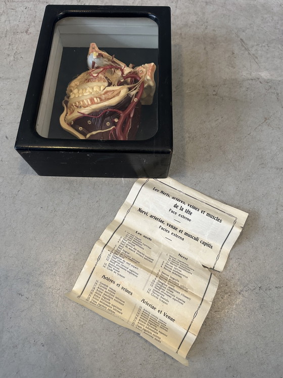 Image 1 of Antique display cabinet - wax model head (facies externa)