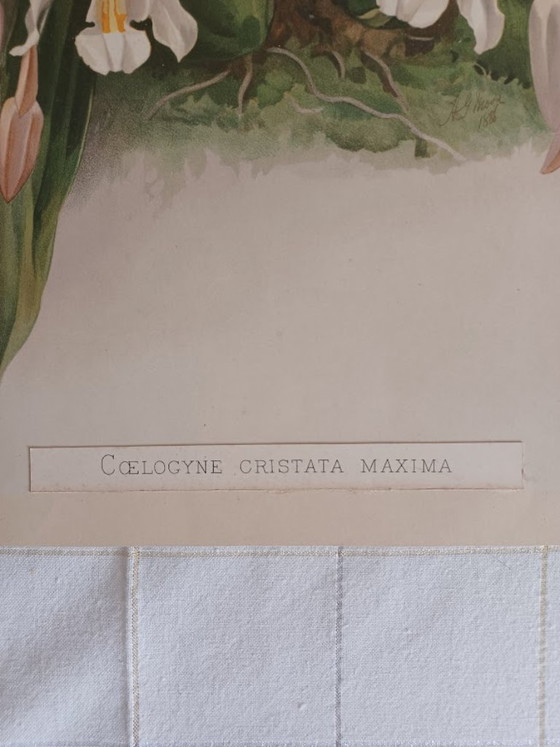 Image 1 of Original Chromolithography 'Reichenbachia' 1888 – H.G. Moon