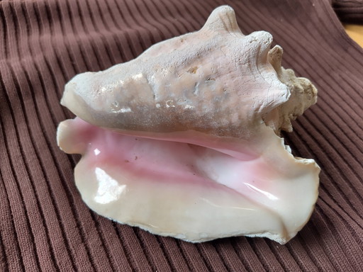 Grand coquillage rose avec reflet velouté, 21x15cm, Bahamas, conch