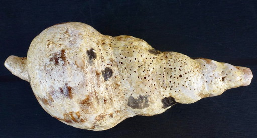 Trompette de Triton à coquille du genre Charonia.