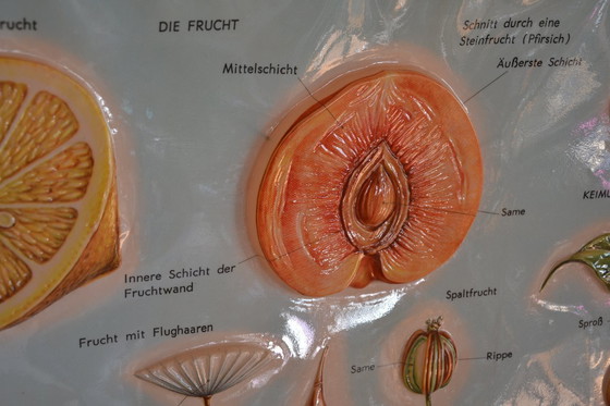 Image 1 of Unieke Vintage - Oude Schoolplaat Bloemen - Oude Duitse Schoolkaart - Schoolplaat Botanica - Planten - Biologie - Plasticplaat