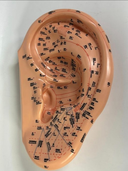 Ear model acupuncture