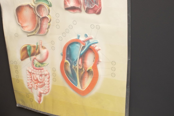 Image 1 of 3D - Reliefposters Nova Rico Florence Italy Scientific - Man - Organs