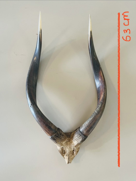 Image 1 of Corna Teschi Palchi Longhorn Bullbar Corna di mucca Bufalo