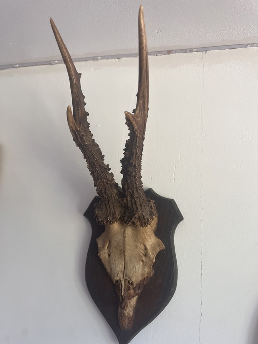 Palchi di capriolo