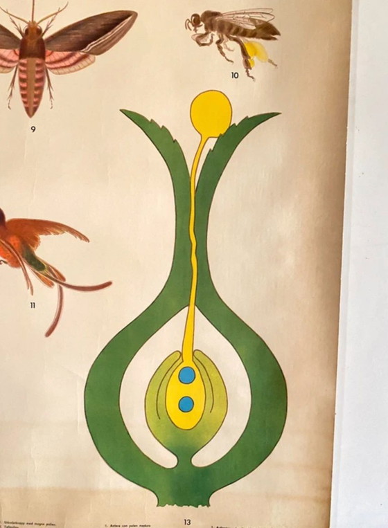 Vintage botanical poster – Max Ritcher, Wall decoration, Paper (photo 4 of 10)