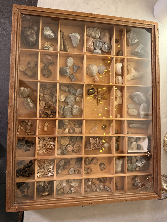 Image 1 of Antike Museumsvitrine mit Fossilien