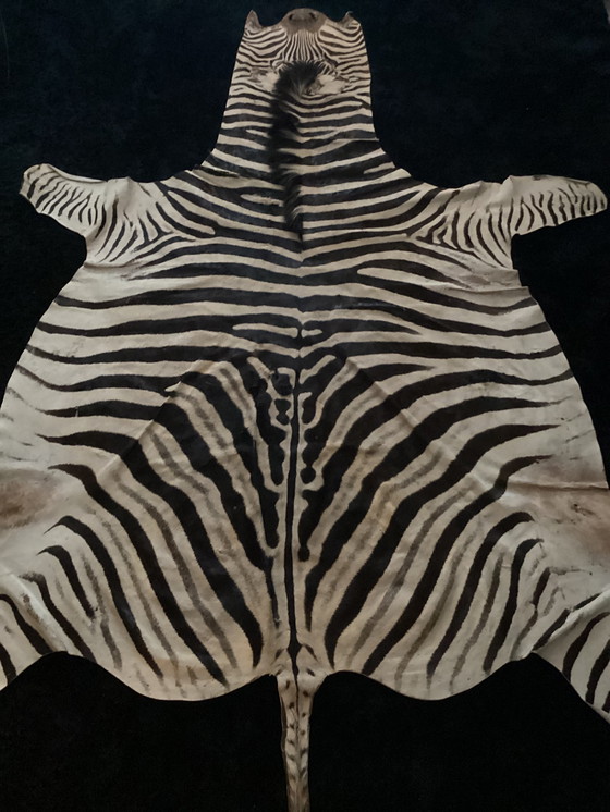 Image 1 of TAXIDERMIE BURCHELL ZEBRA CLOTH ZEBRAVEL ZEBRA SKIN