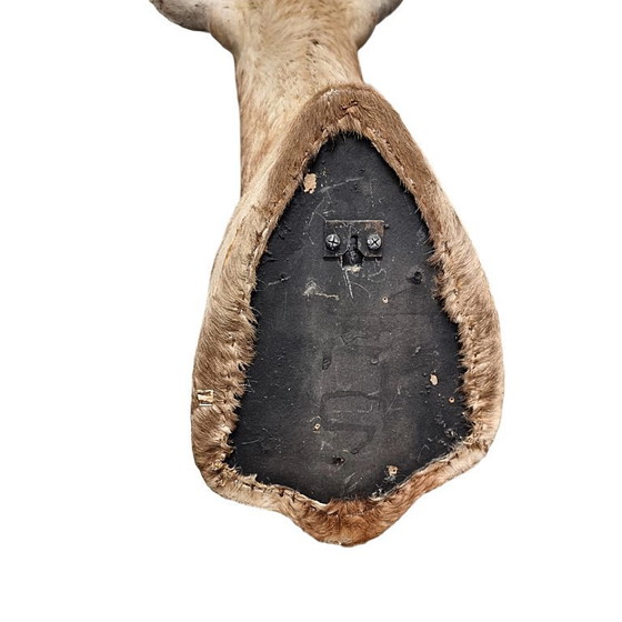 Image 1 of Mounted African blesbok antelope, 1980s/90s