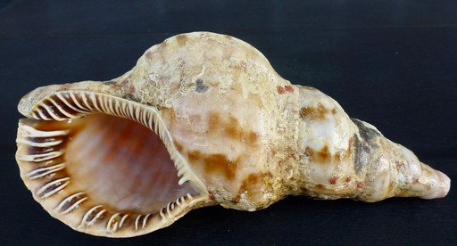 Trompette de Triton à coquille du genre Charonia.