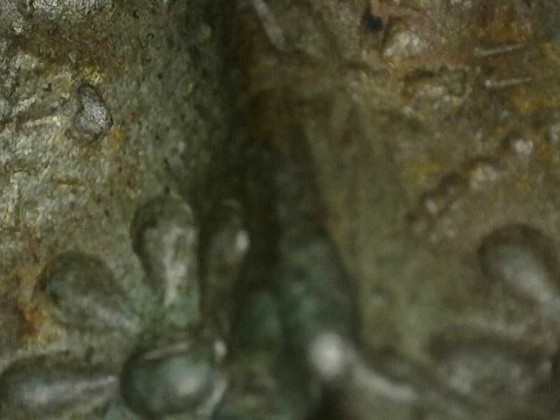 Antiek bronzen Rama beeld uit Thailand – krachtige hofstijl met beweging – lot 464 – Beeldhouwkunst, Wood (photo 11 of 25)