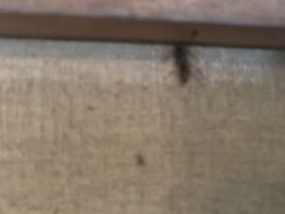 Ölgemälde – Gemälde & Zeichnungen, Wood, Canvas (photo 12 of 14)
